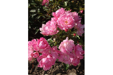 Харьковчанка (полиантовая). Селекция НБС