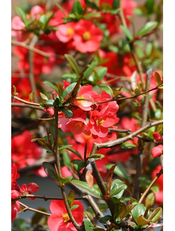 Айва (Хеномелес) японская Cido Red