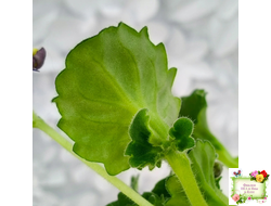 LV-Дудочка и Кувшинчик (Л. Шевелева) 2025 г. трейлер (гёрл-лист с прилистниками)