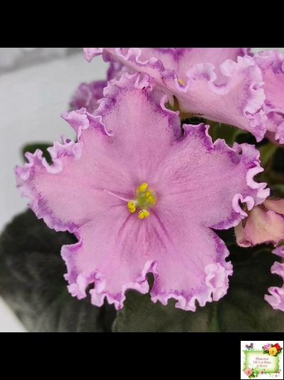 Nik-Хмельное Лето (Н. Булко) 2022 г. (крупная детка)