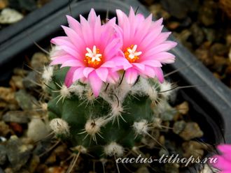 Turbinicarpus laui - 5 семян