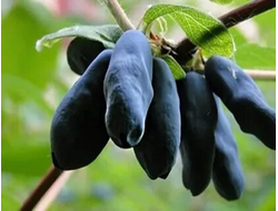 Бакчарский великан (жимолость), 2года, ЗКС