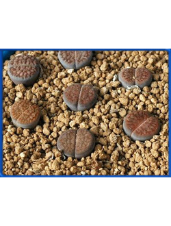 Lithops schwantesii ssp. gebseri C 165