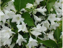 Вейгела Кандида (Candida)