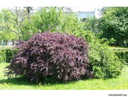 Барбарис Суперба - Superba