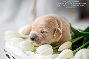 Девочка РОЗОВЫЙ ошейничек, 8 дней