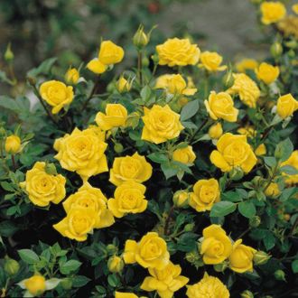 Роза &quot;Миниатюр Еллоу&quot; (Rosa &#039;Miniature Yellow&#039;) ЗКС V 1л