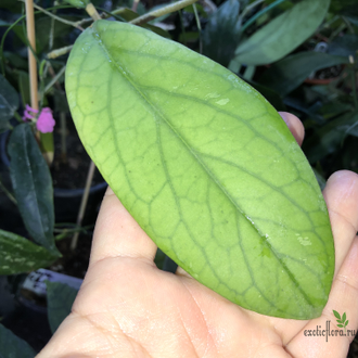 Hoya Ranauensis (Sp. Borneo)