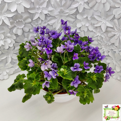 Biscayne Trail (S.Williams) трейлер