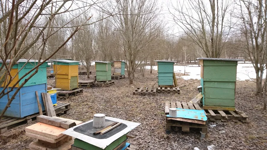 Вид из пасечного домика