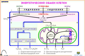 Цитология  (16 шт), комплект кодотранспарантов (фолий, прозрачных пленок)