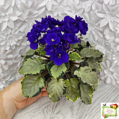 Harmony's Little Stinker-2 (Harmony) листовая химера