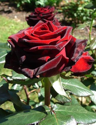 Black Magic (Чёрная магия) роза