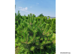 Сосна Пирамидалис - Pyramidalis