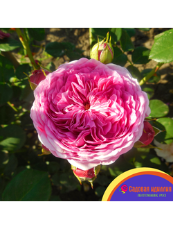 Модерн Арт (Modern Art)