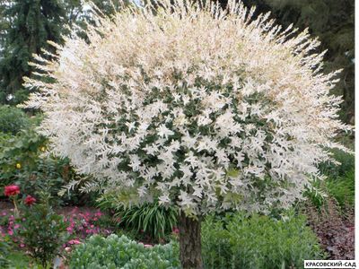 Ива Хакура-Нишики - Hakuro Nishiki