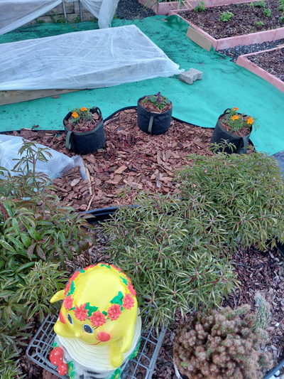 Кашпо садовое 9 литров. Умный тканевый горшок Гроубэг