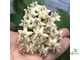 Hoya Elliptica ‘Mindanao’