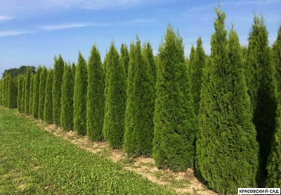 Туя Смарагд - Smaragd 4 метра