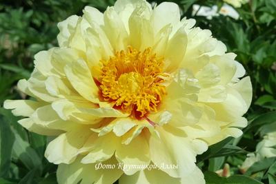 Пион Callies Memory(Келлис Мемори)