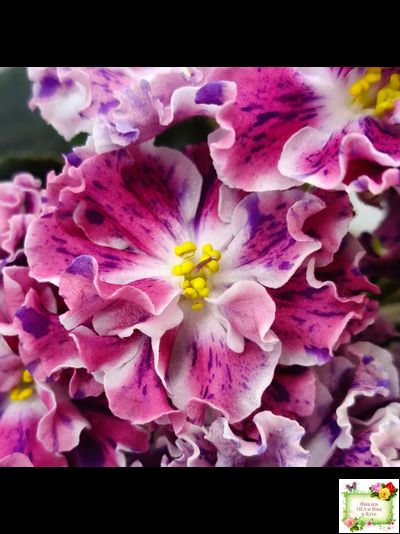 ТФ-Confetti (Т. Фурлетова) 2024 г.