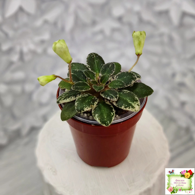 Н-Капелька (Н. Бердникова)