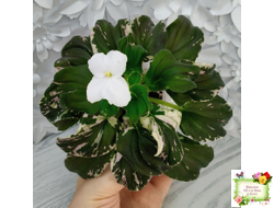 LV-Девятый Вал (Л. Шевелева) 2024 г. трейлер (2 листа с детками укор. в 1 стак.)