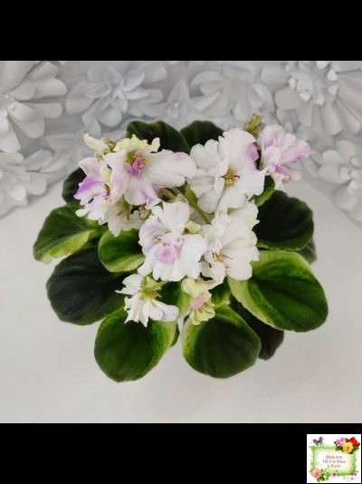 LV-Мариночка (Л. Шевелева) 2023 г. (клакамас бастл-листва с кроновой пестролистностью)