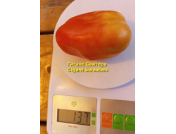 Томат Гигант Свитера