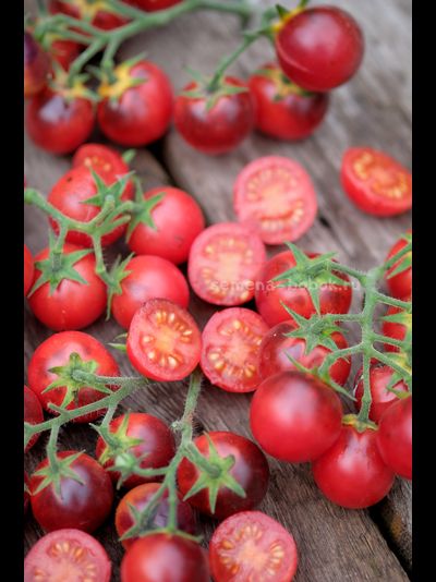 Томат Маленький Красный Корвет (Little Red Corvete), 10 шт