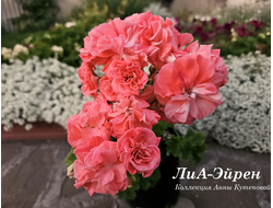 Пеларгония ЛиА-Эйрен фото