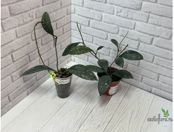 24/07/25 Hoya Rundumensis Splash