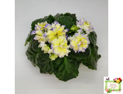 ЛЕ-Золото Нибелунгов (Е. Лебецкая) 2017 г.