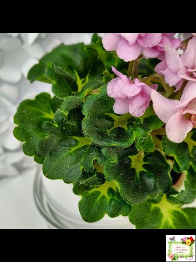 Goldilocks (L.Ray) (Голдилокс) (гёрл-лист с кроновой пестролистностью)