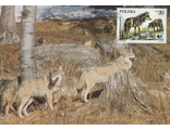КМ. Польша. Волки