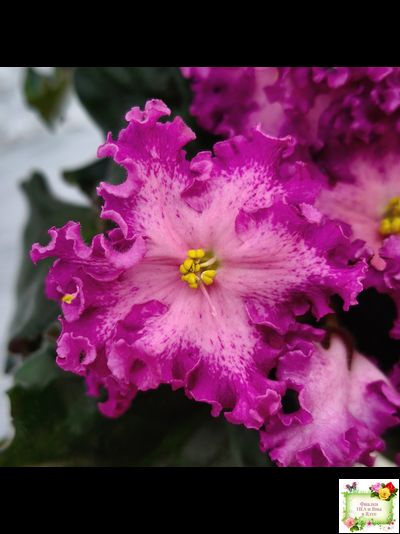 Nik-Любовный Напиток (Н. Булко) 2023 г.