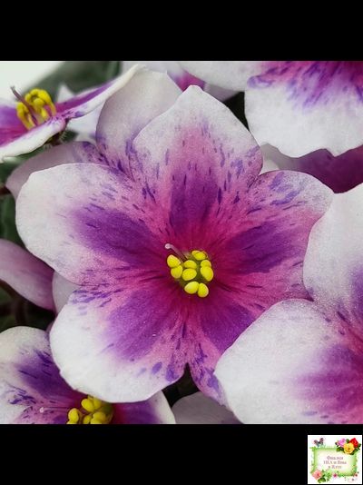 Dn-Райська Насолода (Д.Денисенко) химера (стартер сорт)