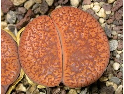 Lithops aucampiae C255 - 10 семян