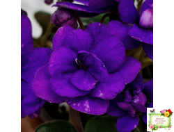 Sterling Trinket (E. Champion) (лист посажен 30.01.26)