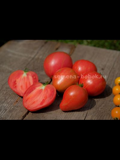 Томат Dwarf Rebel Starfigter Grandpa's Heart (Гном Восставший Звездный Истребитель Дедушкино Сердце), 10 шт