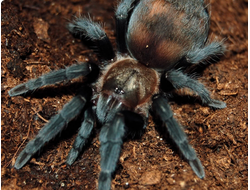 Мексиканский чёрный бархатный птицеед (Aphonopelma caniceps)