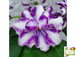 ЮШ-Надюша (Ю.Шаховцева) химера