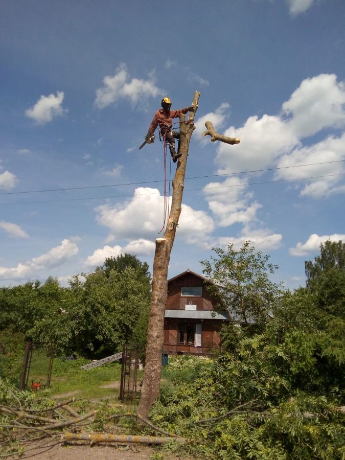 Вырубка ясеня на ул Матросова Сольцы