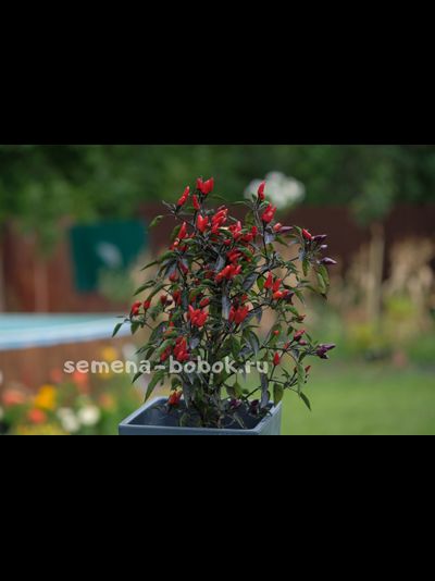 Перец острый  Explosive Ember, 10 шт