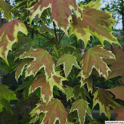Клен остролистный Друммонди - Drummondii