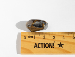 Брункит, галтовка, Польша (23*13*13 мм, 12 г) №18611