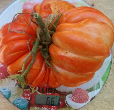 Томат Гигант Фарина (Gigante Farina, Италия)