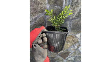 Самшит саженцы