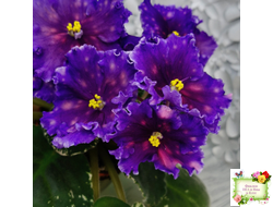 Nik-Сокровище Каравана (Н. Булко) 2022 г.