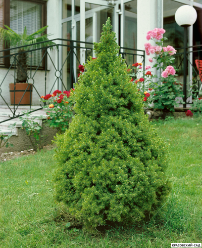 Ель канадская Коника - Conica